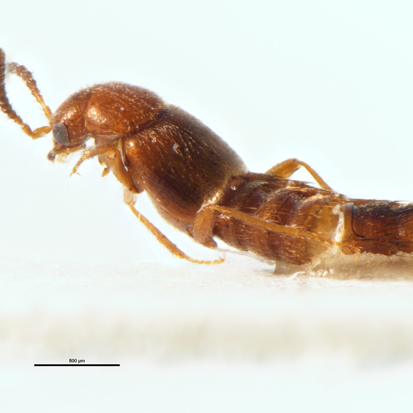 Coleoptera Ocalea zelandica Holotype