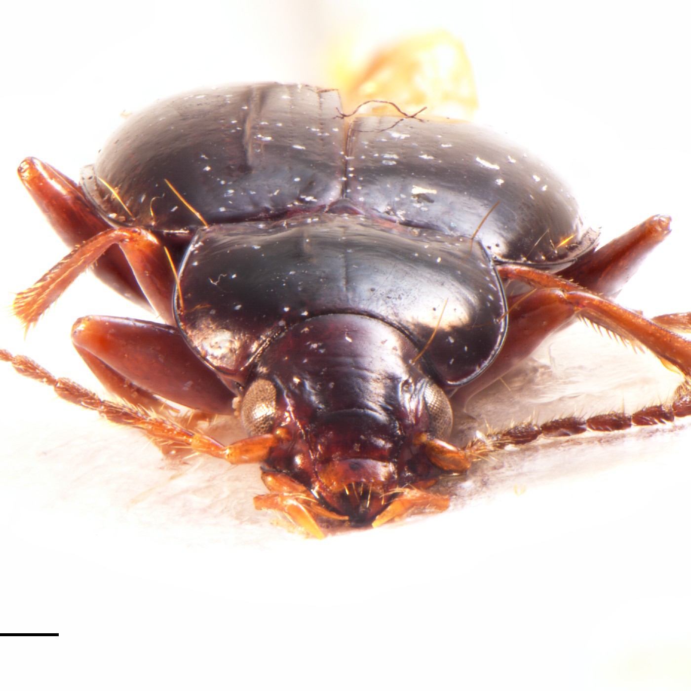 Coleoptera Oopterus punctatus Holotype