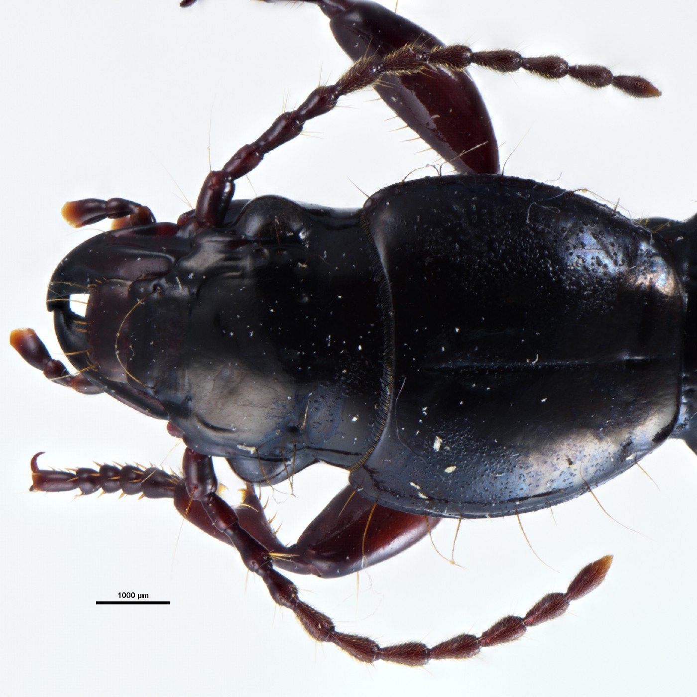 Coleoptera Oregus septentrionalis Holotype