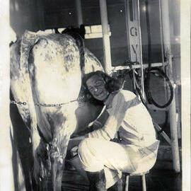 1941 Joyce Throp milking a cow at Canterbury Agricultural College