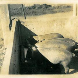 1941 Pigs feeding at Canterbury Agricultural College