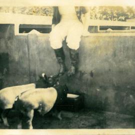 1941 Pigs feeding at Canterbury Agricultural College