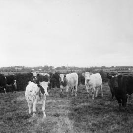 Canterbury Agricultural College Calves 1