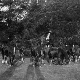 Circa 1900 Canterbury Agricultural College Horses 1