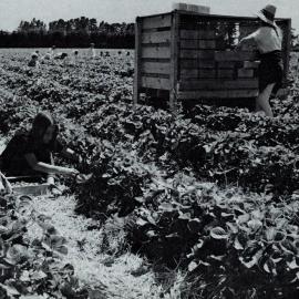 Crop Production on the Horticultural Research Farm 2