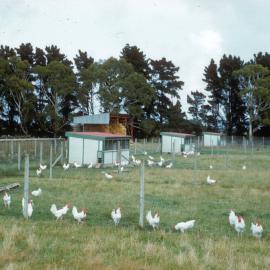 1960 Poultry unit