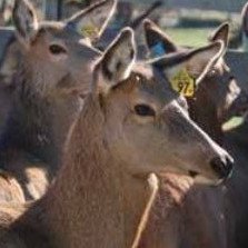 26 April 1995 
Bledisloe Medal To Pioneer Deer Farming Scientist