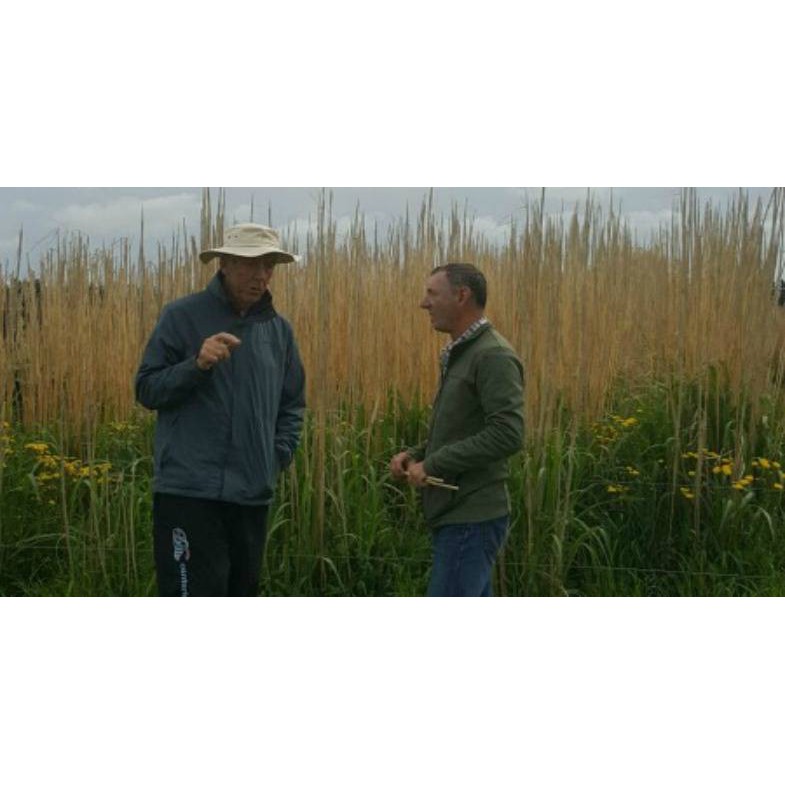 2 December 2016
Marvellous Miscanthus