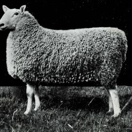 Types of Border Leicester2-1911 Jun