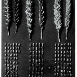 1911 Wheats of Mid Canterbury1