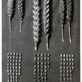 1911 Wheats of Mid Canterbury2