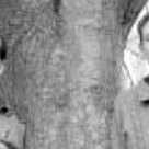 20 September 2000 
Seeking root growth secrets by digital camera
