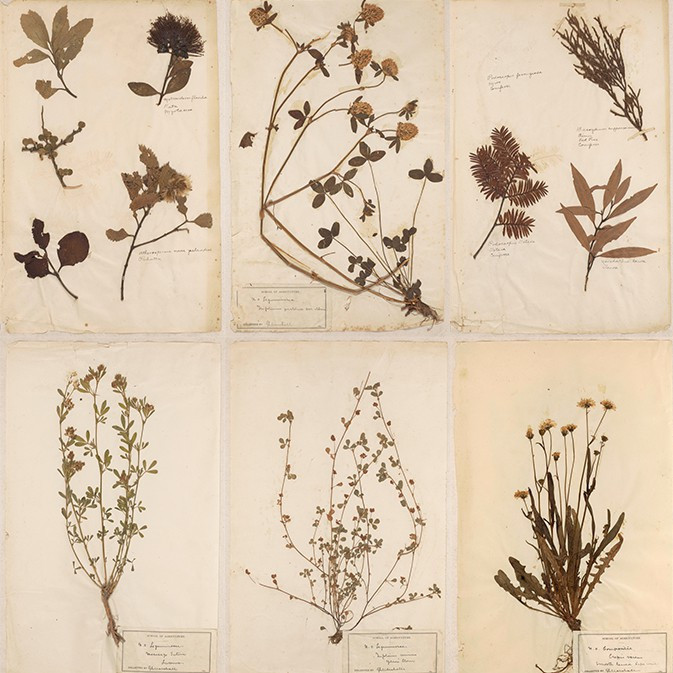 Botanical Specimens