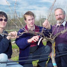 Three Lincoln University Viticulture & Oenology Lecturers:
Glen Stewart, Adam Friend and Mike Trought  in the university's vineyard, August 1998 01
