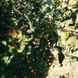 Horticulture Research Images 95