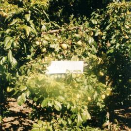 Horticulture Research Images 97