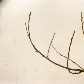 Horticulture Research Images 98