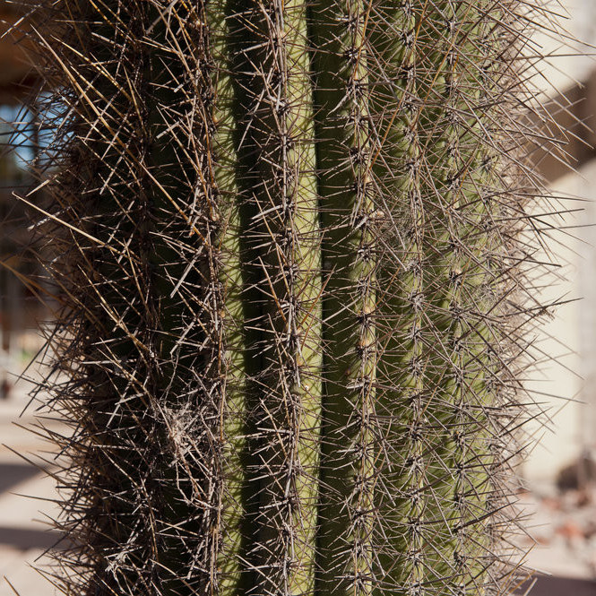 Dining Hall Deconstruction