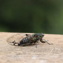 A cicada in song
