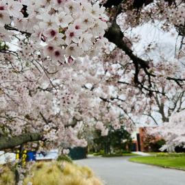 Cherry blossom trees on campus