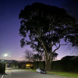  A big tree at sunset on the farm road