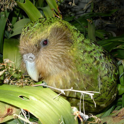 05 December 2022
Lincoln researchers help solve kākāpō mystery