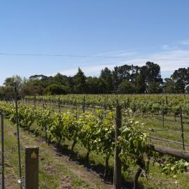 2012 Panoramic view of vineyard Lincoln University