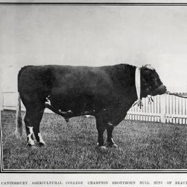 1907 Canterbury Agricultural College Champion Shorthorn Bull Riby of Beaulieu