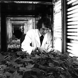 1970s Roger Field at the Horticultural science lab