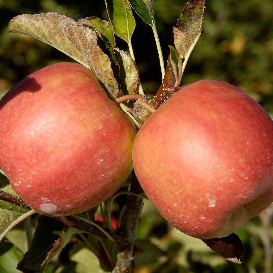 12 July 1985
Orchardists warned against rushing into fertigation systems