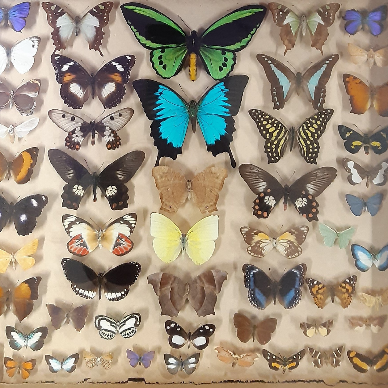 Woven Threads: Entomology and Heritage