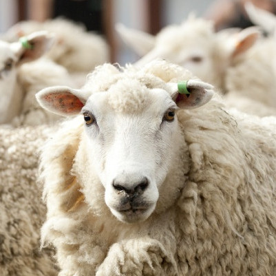 20 May 2024
What will an Australian live sheep export ban mean for the industry?