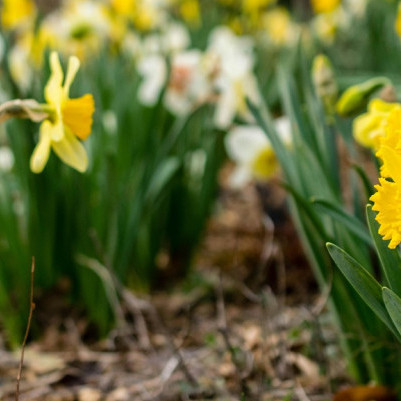 06 August 2024
Methane-blocking extract from daffodils to be trialled at Lincoln