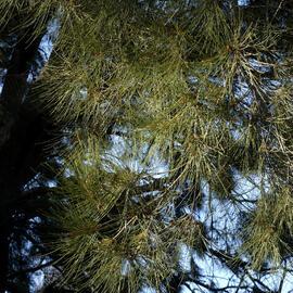 Casuarina foliage, Commerce Building East