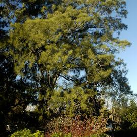 Casuarina, Close up, Commerce Building East