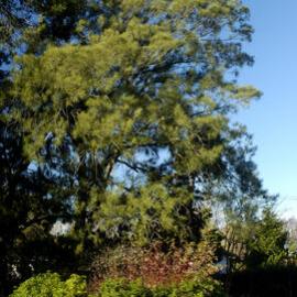 Casuarina, Commerce Building East