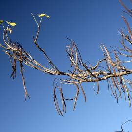 Catalpa beans, Stewart Building East