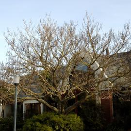 Catalpa, Stewart Building East 01