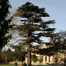 Cedrus libani, Ivey Hall North 01