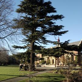 Cedrus libani, Ivey Hall North 02