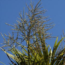 Cordyline australis close-up, Formal Garden 01