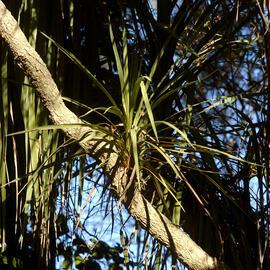 Cordyline australis close-up, Formal Garden 02