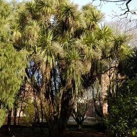 Cordyline australis, Formal Garden 03