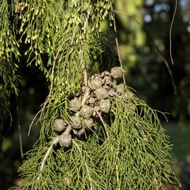 Cupressus lusitanica close-up, The Lodge East