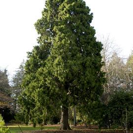 Cupressus lusitanica, The Lodge East