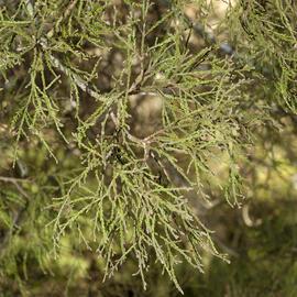 Kahikatea close-up_2723