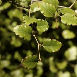 Nothofagus fusca close-up, Stewart Building North-east
