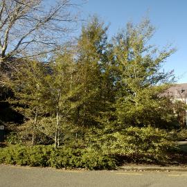 Nothofagus fusca, Stewart Building North-east 02