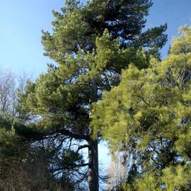 Pinus nigra_2731