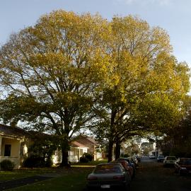 Populus yunnanensis, Commerce Building South